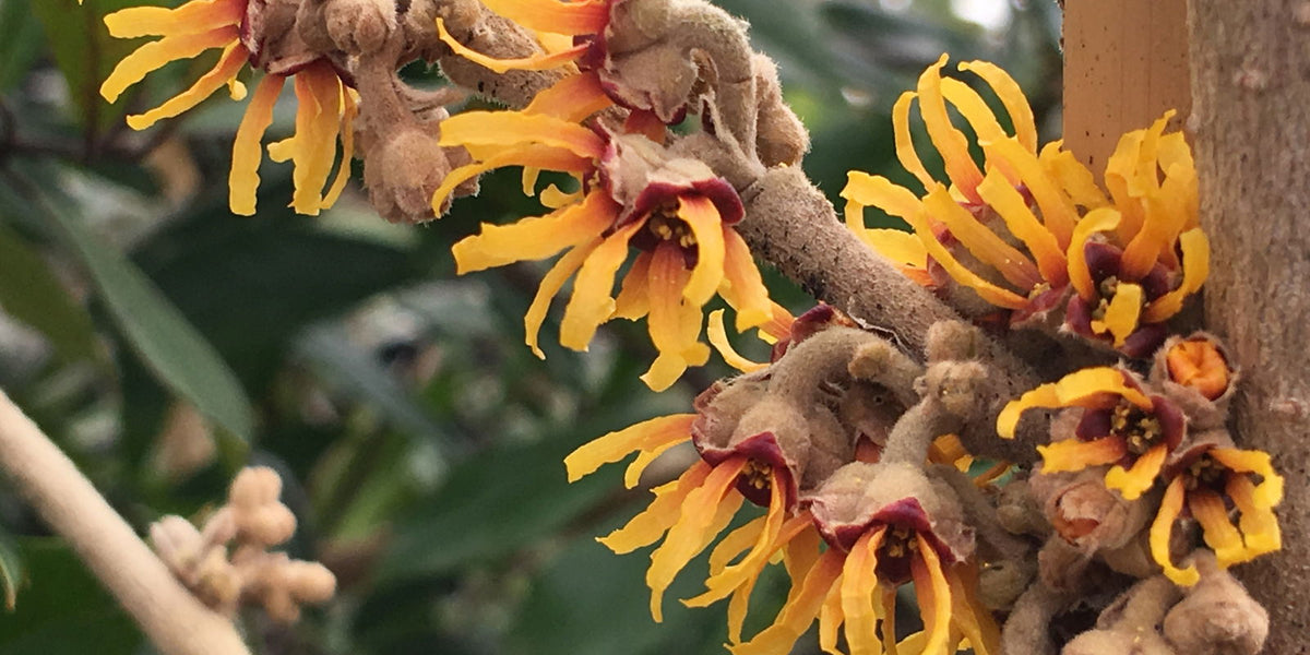 Buy Hamamelis vernalis 'Suzuki Tower' Tall Red Witch Hazel — Mr Maple │ Buy  Japanese Maple Trees