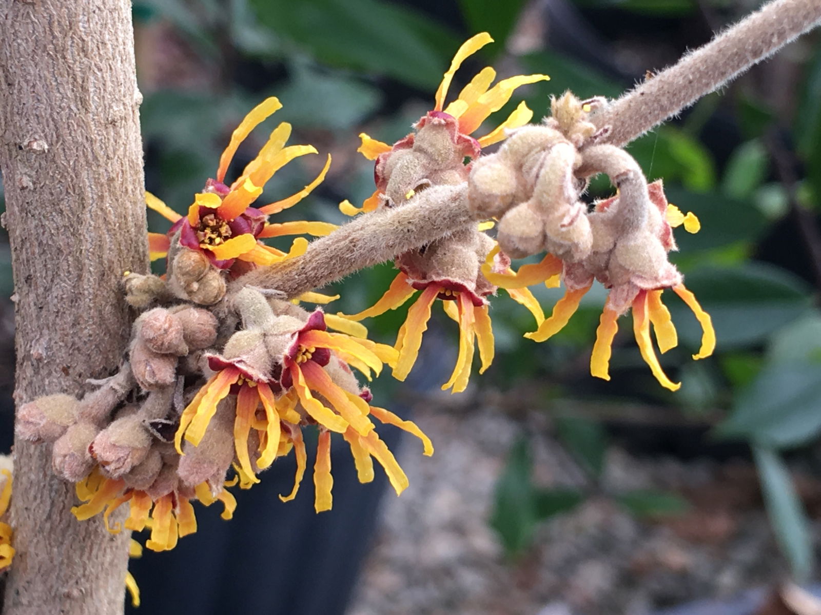 Buy Hamamelis vernalis 'Suzuki Tower' Tall Red Witch Hazel — Mr
