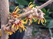 - Hamamelis vernalis 'Suzuki Tower' Tall Red Witch Hazel - Mr Maple │ Buy Japanese Maple Trees