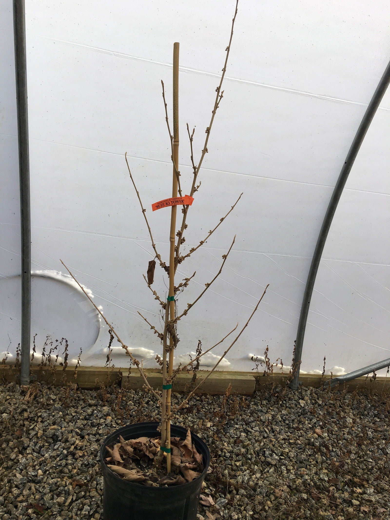 Buy Hamamelis vernalis 'Suzuki Tower' Tall Red Witch Hazel — Mr