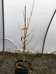 - Hamamelis vernalis 'Suzuki Tower' Tall Red Witch Hazel - Mr Maple │ Buy Japanese Maple Trees