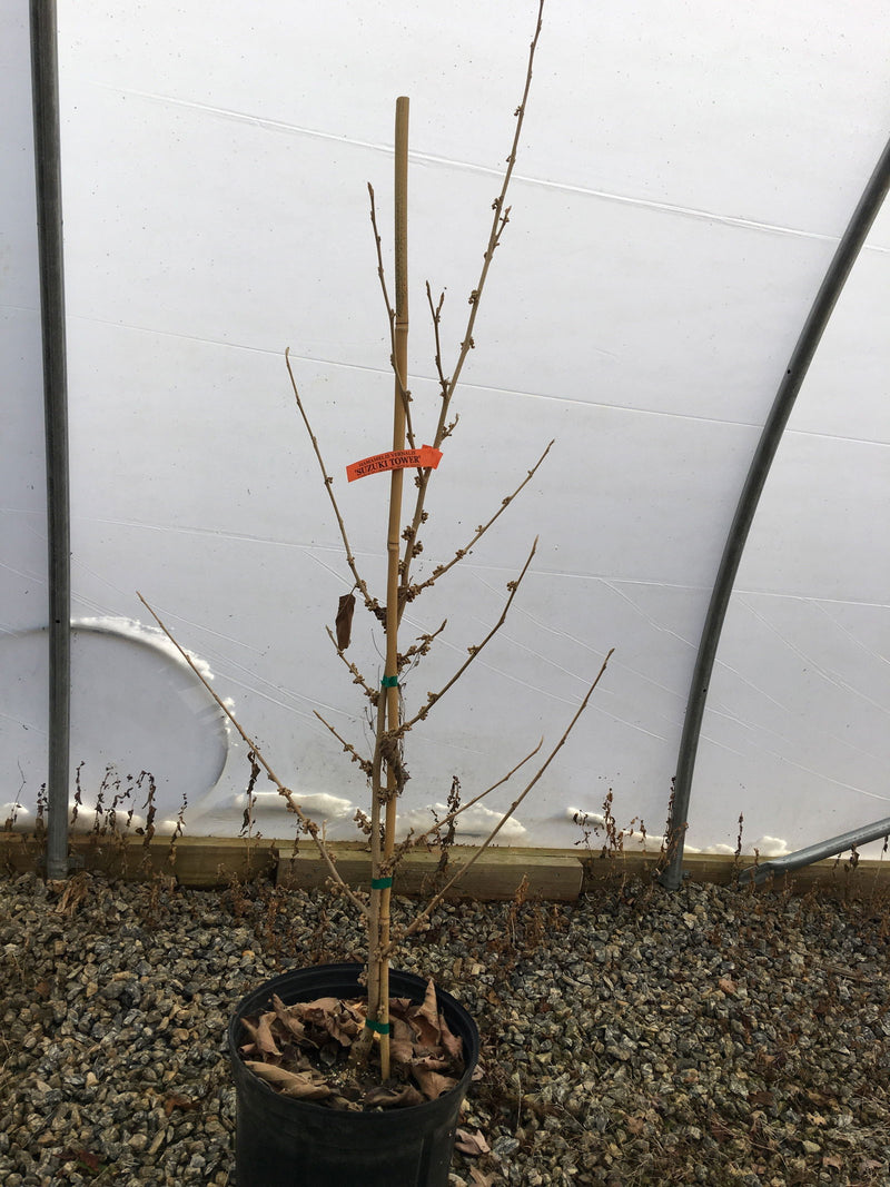 - Hamamelis vernalis 'Suzuki Tower' Tall Red Witch Hazel - Mr Maple │ Buy Japanese Maple Trees