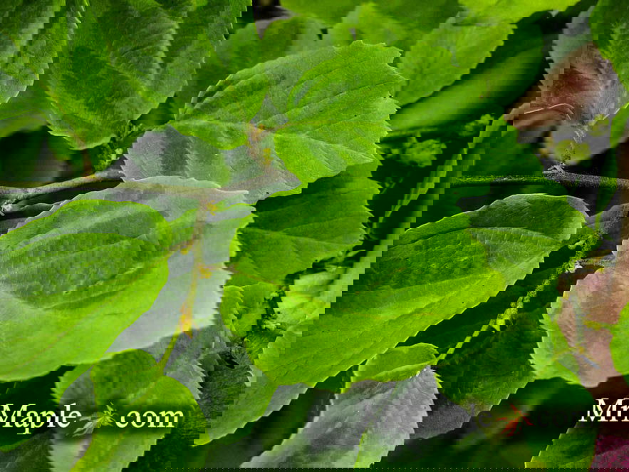 Buy Hamamelis virginiana 'Green Thumb' Variegated Witch Hazel — Mr