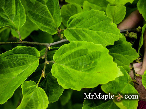 - Hamamelis virginiana 'Green Thumb' Variegated Witch Hazel - Mr Maple │ Buy Japanese Maple Trees