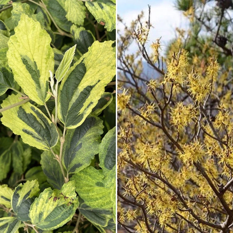 - Hamamelis virginiana 'Little Prospect' Variegated Witch Hazel - Mr Maple │ Buy Japanese Maple Trees