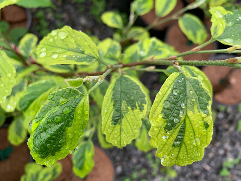 - Hamamelis virginiana 'Little Prospect' Variegated Witch Hazel - Mr Maple │ Buy Japanese Maple Trees