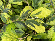 - Hamamelis virginiana 'Little Prospect' Variegated Witch Hazel - Mr Maple │ Buy Japanese Maple Trees