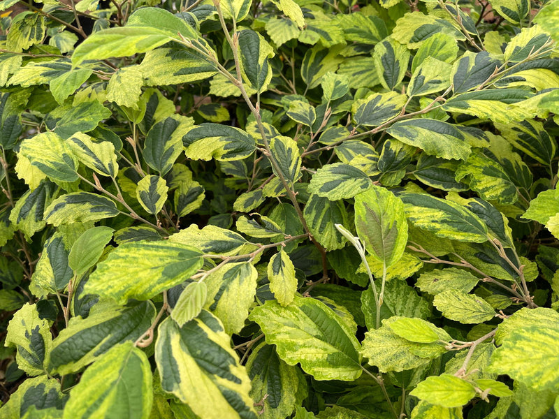- Hamamelis virginiana 'Little Prospect' Variegated Witch Hazel - Mr Maple │ Buy Japanese Maple Trees
