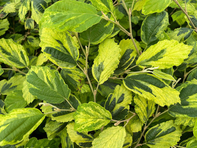 - Hamamelis virginiana 'Little Prospect' Variegated Witch Hazel - Mr Maple │ Buy Japanese Maple Trees