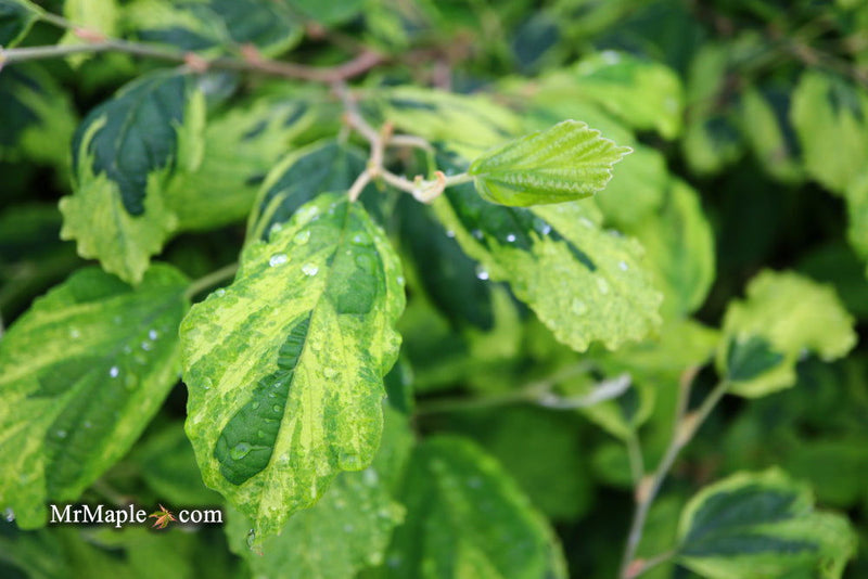 - Hamamelis virginiana 'Little Prospect' Variegated Witch Hazel - Mr Maple │ Buy Japanese Maple Trees