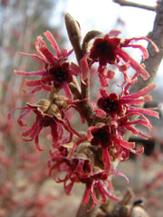 - Hamamelis x intermedia 'Amethyst' Red Witch Hazel - Mr Maple │ Buy Japanese Maple Trees