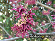 - Hamamelis x intermedia 'Amethyst' Red Witch Hazel - Mr Maple │ Buy Japanese Maple Trees