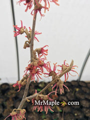- Hamamelis x intermedia 'Amethyst' Red Witch Hazel - Mr Maple │ Buy Japanese Maple Trees