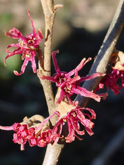 - Hamamelis x intermedia 'Amethyst' Red Witch Hazel - Mr Maple │ Buy Japanese Maple Trees