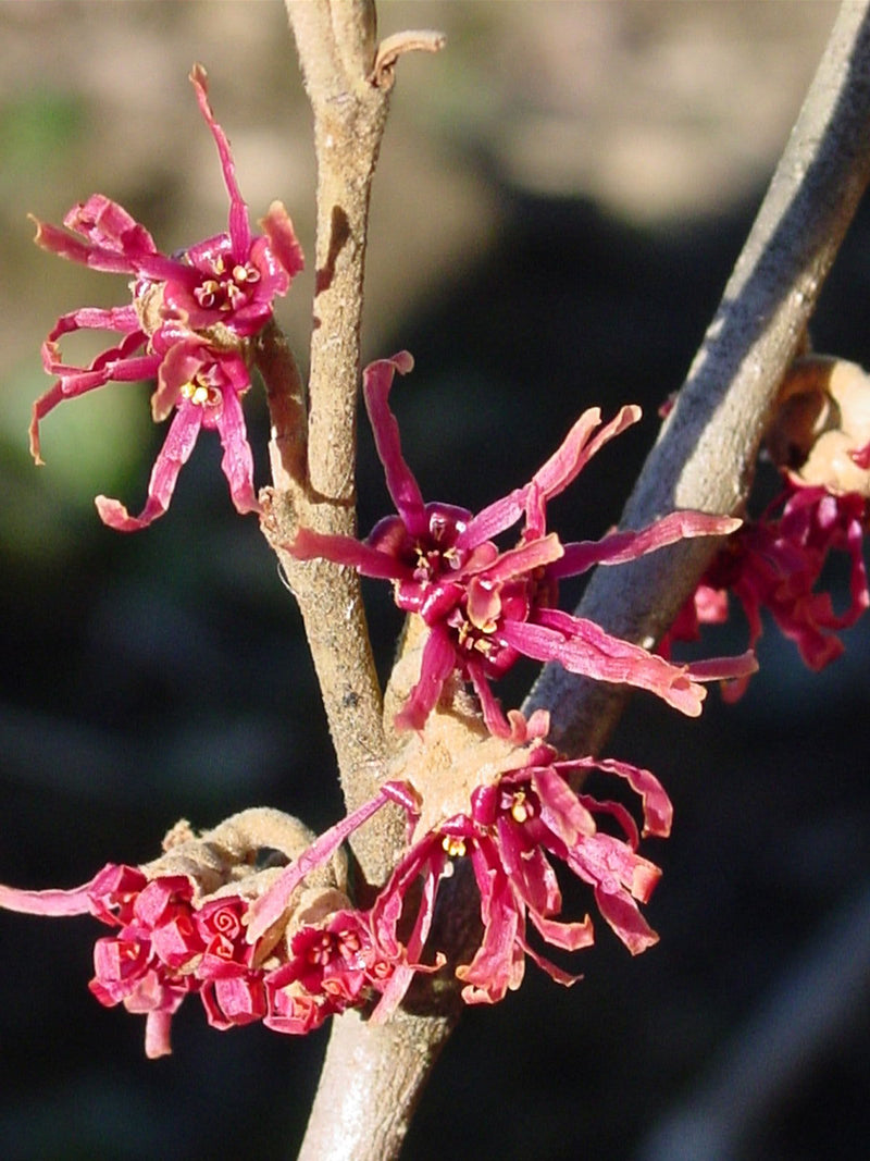 - Hamamelis x intermedia 'Amethyst' Red Witch Hazel - Mr Maple │ Buy Japanese Maple Trees