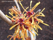 - Hamamelis x intermedia 'Aphrodite' Orange Witch Hazel - Mr Maple │ Buy Japanese Maple Trees