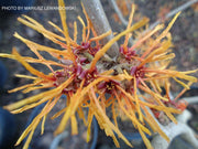 - Hamamelis x intermedia 'Aphrodite' Orange Witch Hazel - Mr Maple │ Buy Japanese Maple Trees