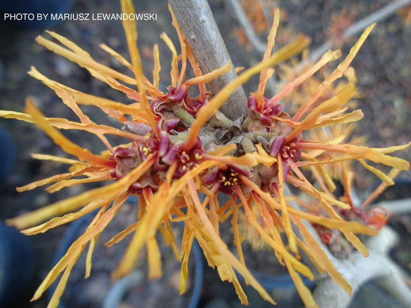 - Hamamelis x intermedia 'Aphrodite' Orange Witch Hazel - Mr Maple │ Buy Japanese Maple Trees