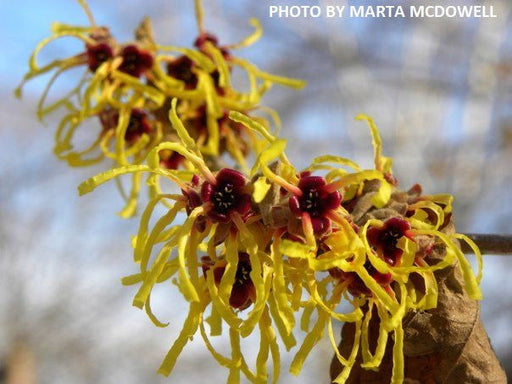 - Hamamelis x intermedia 'Arnold's Promise' Golden Witch Hazel - Mr Maple │ Buy Japanese Maple Trees