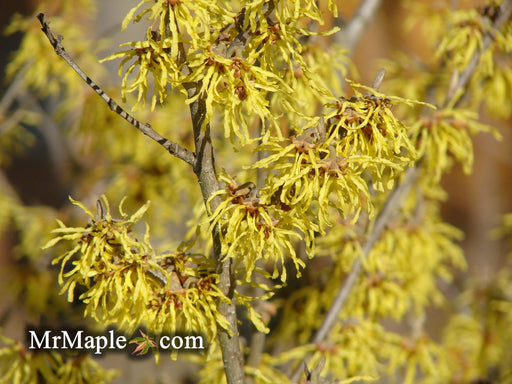 - Hamamelis x intermedia 'Arnold's Promise' Golden Witch Hazel - Mr Maple │ Buy Japanese Maple Trees