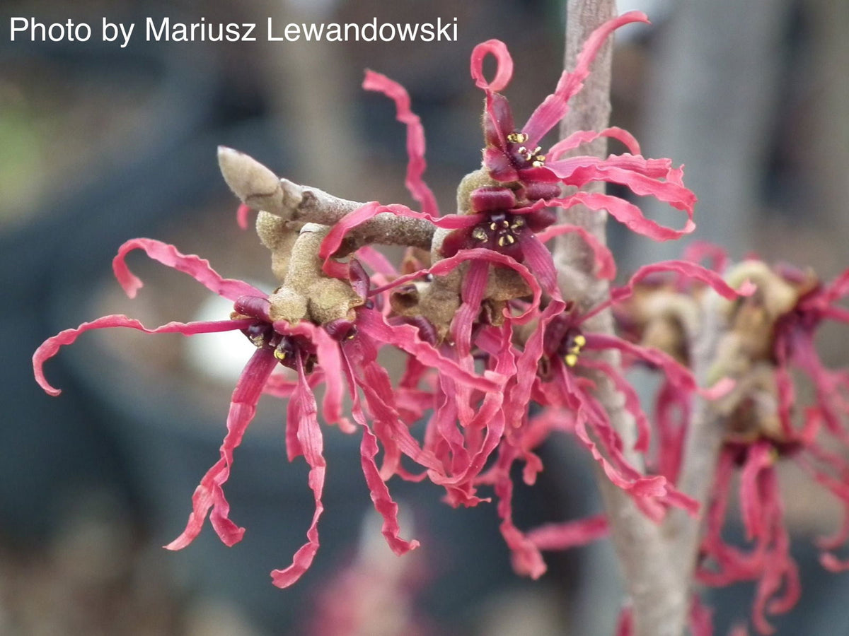 Hamamelis_x_intermedia_Birgit_