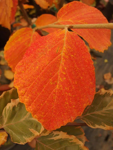 - Hamamelis x intermedia 'Birgit'' Red Witch Hazel - Mr Maple │ Buy Japanese Maple Trees