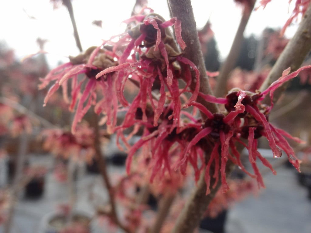 Buy Hamamelis x intermedia 'Birgit'' Red Witch Hazel — Mr Maple