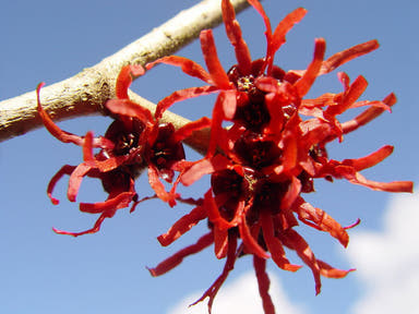 - Hamamelis x intermedia 'Diane' Red Witch Hazel - Mr Maple │ Buy Japanese Maple Trees