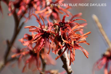- Hamamelis x intermedia 'Diane' Red Witch Hazel - Mr Maple │ Buy Japanese Maple Trees