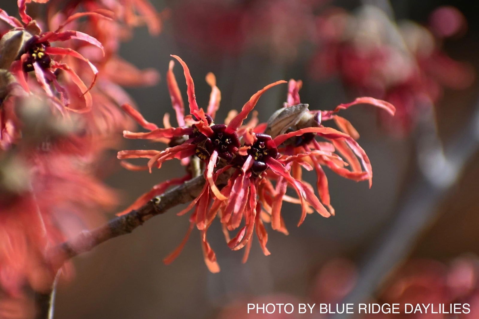 Hamamelis x intermedia 'Diane' Witch Hazel - Thumbnail 5