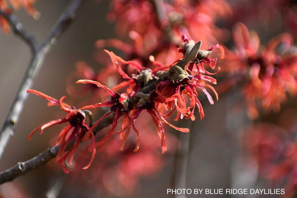 Mr Maple Hamamelis x intermedia 'Renee' Witch Hazel