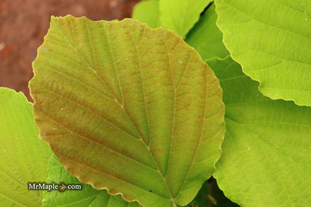 Hamamelis x intermedia 'Diane' Witch Hazel - Thumbnail 4