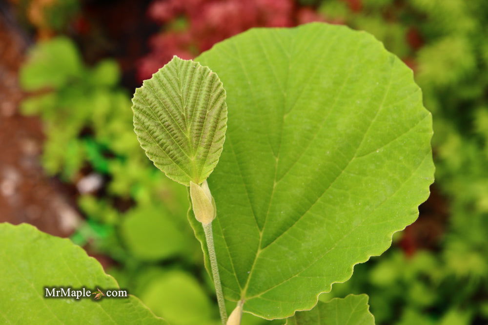 Hamamelis x intermedia 'Diane' Witch Hazel - Thumbnail 2
