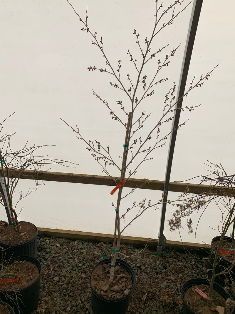 - Hamamelis x intermedia 'Harlow Carr' Golden Witch Hazel - Mr Maple │ Buy Japanese Maple Trees