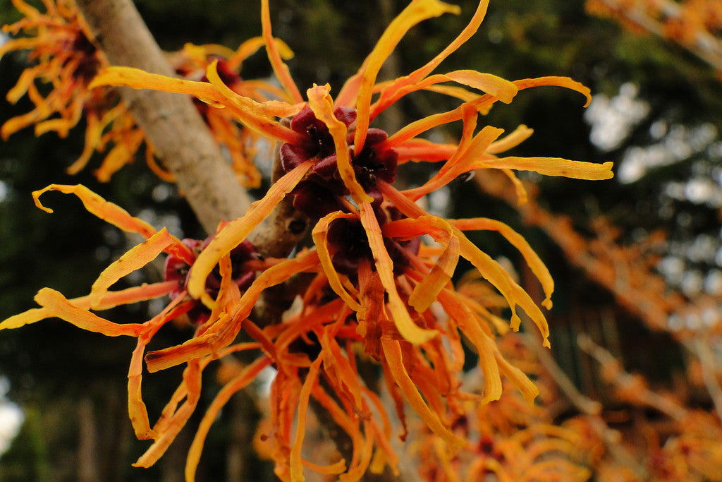 Buy Hamamelis x intermedia 'Jelena' Orange Witch Hazel — Mr Maple