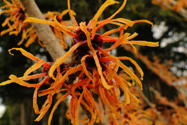 - Hamamelis x intermedia 'Jelena' Orange Witch Hazel - Mr Maple │ Buy Japanese Maple Trees