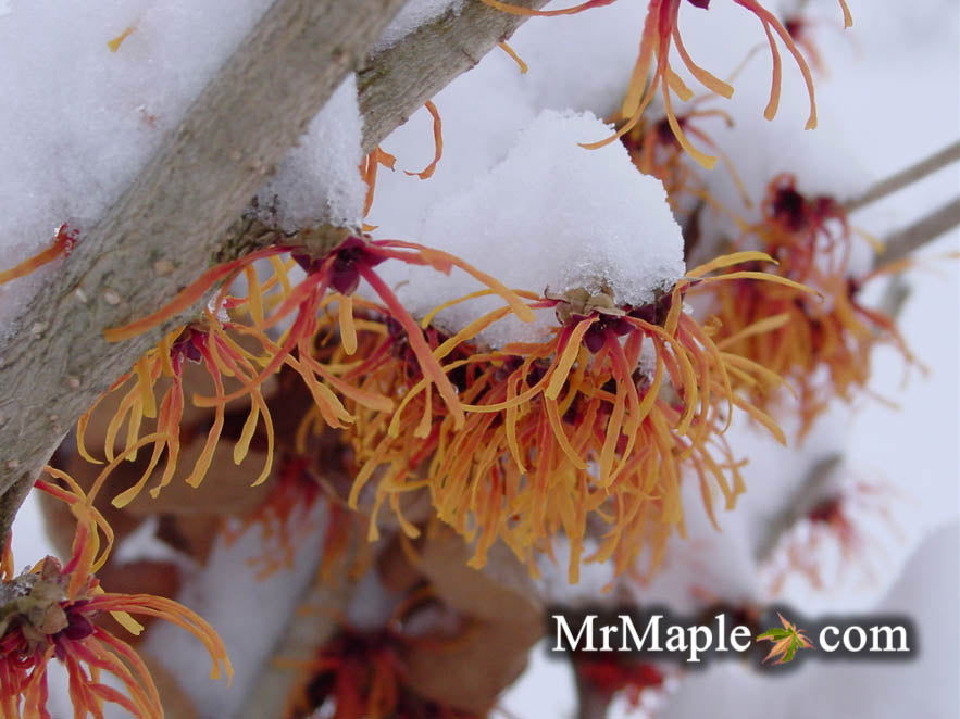 Mr Maple Hamamelis x intermedia Witch Hazel - Thumbnail 3