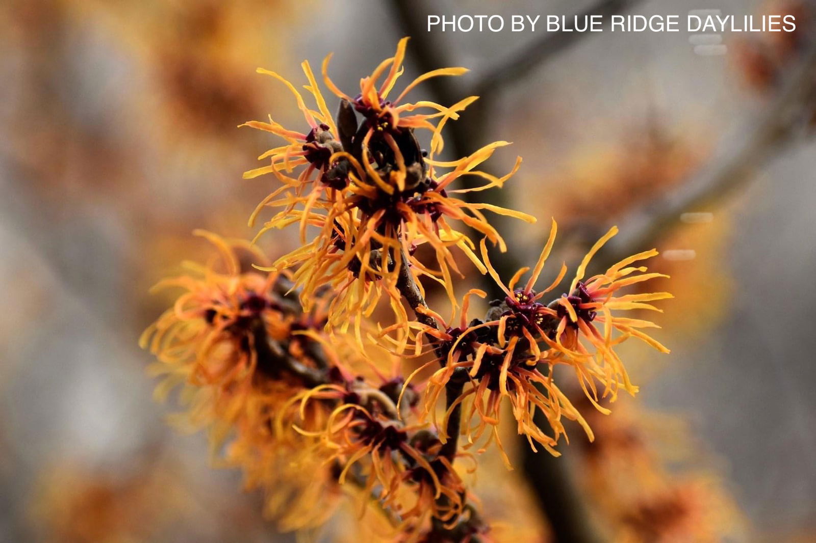 Mr Maple Hamamelis x intermedia Witch Hazel - Thumbnail 2