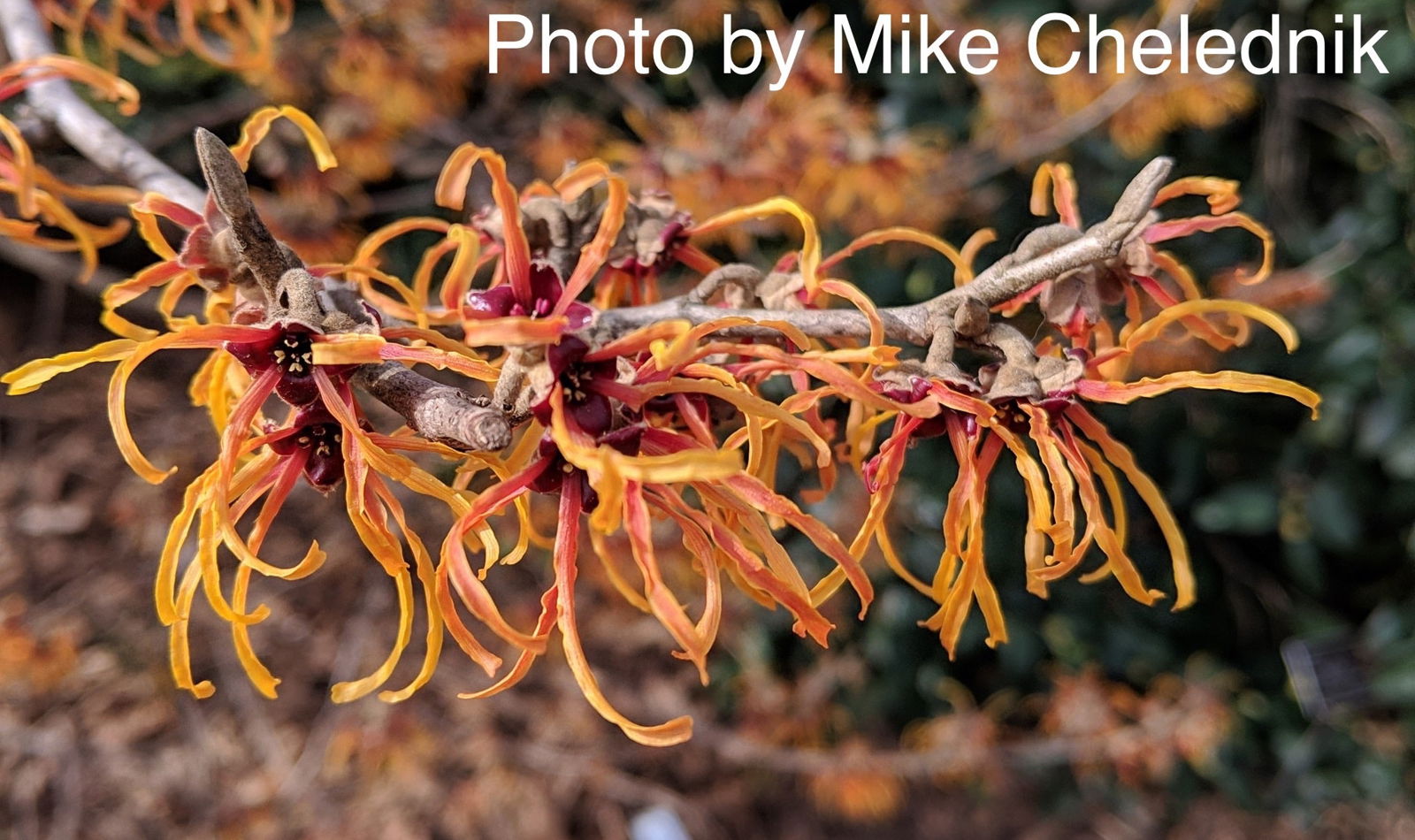 Mr Maple Hamamelis x intermedia Witch Hazel - Thumbnail 4