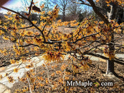 - Hamamelis x intermedia 'Jelena' Orange Witch Hazel - Mr Maple │ Buy Japanese Maple Trees