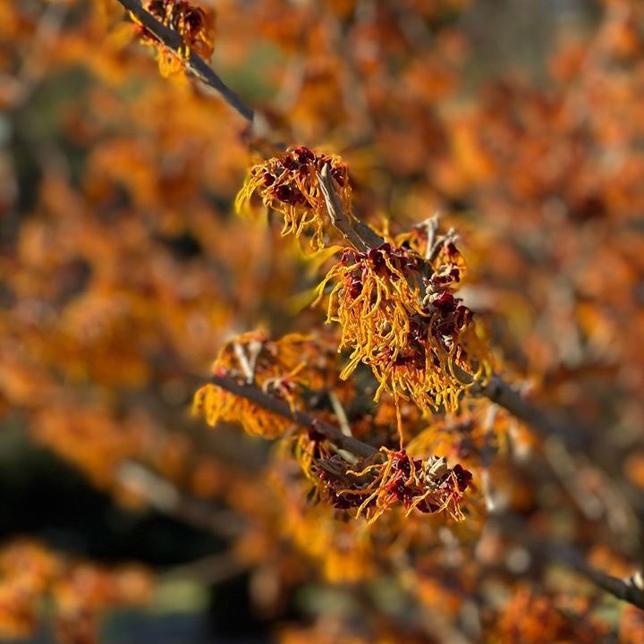 Mr Maple Hamamelis x intermedia Witch Hazel - Thumbnail 5