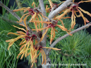 - Hamamelis x intermedia 'Orange Peel' Orange Witch Hazel - Mr Maple │ Buy Japanese Maple Trees