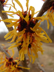 - Hamamelis x intermedia 'Orange Peel' Orange Witch Hazel - Mr Maple │ Buy Japanese Maple Trees