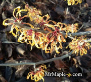 - Hamamelis x intermedia 'Orange Peel' Orange Witch Hazel - Mr Maple │ Buy Japanese Maple Trees
