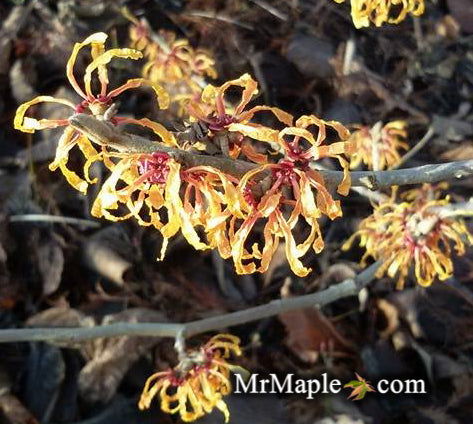- Hamamelis x intermedia 'Orange Peel' Orange Witch Hazel - Mr Maple │ Buy Japanese Maple Trees