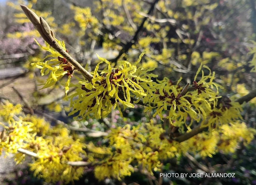 Hamamelis x intermedia 'Pallida' Witch Hazel - Thumbnail 3