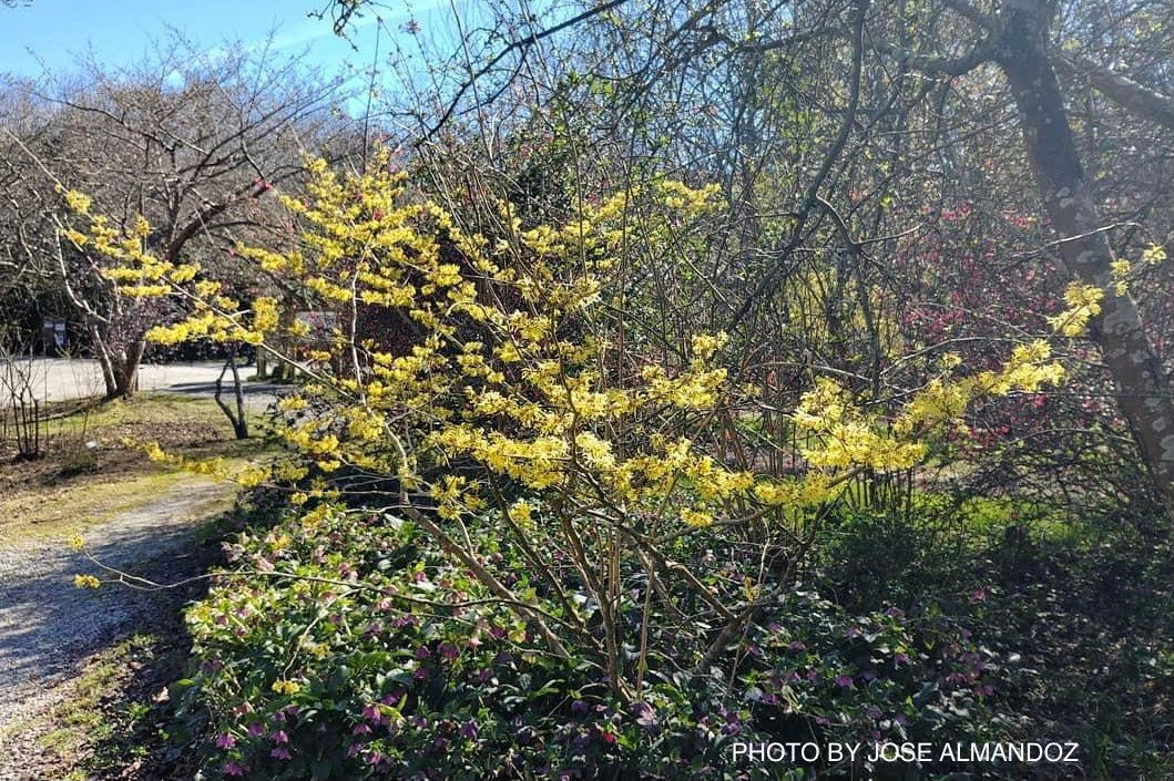 Hamamelis x intermedia 'Pallida' Witch Hazel