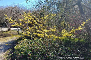 - Hamamelis x intermedia 'Pallida' Golden Witch Hazel - Mr Maple │ Buy Japanese Maple Trees