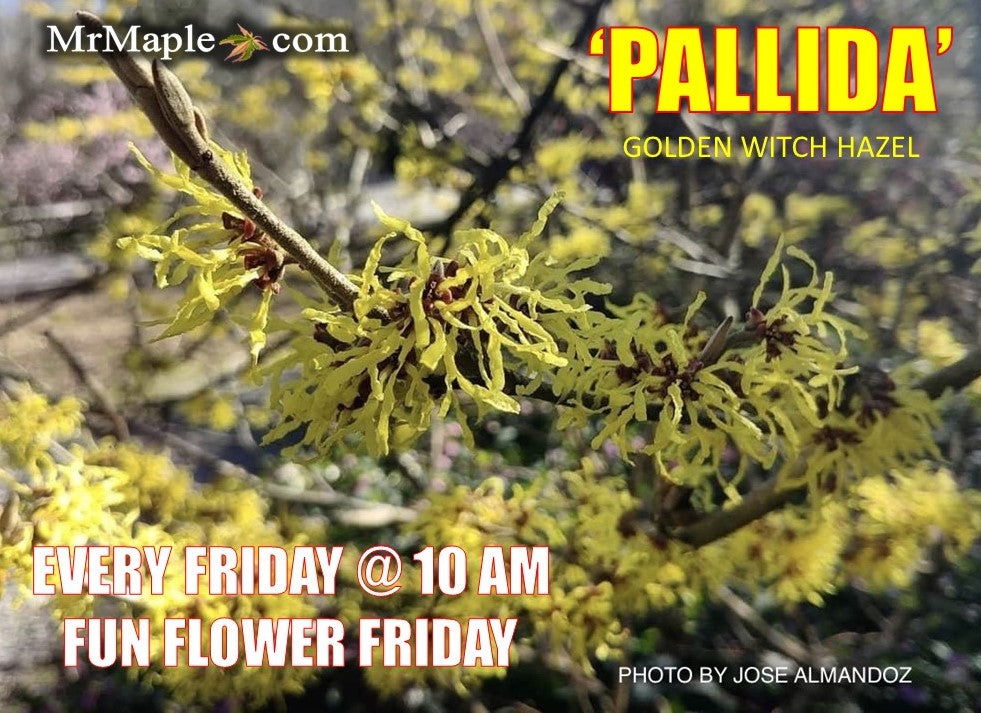 Hamamelis x intermedia 'Pallida' Witch Hazel - Thumbnail 2
