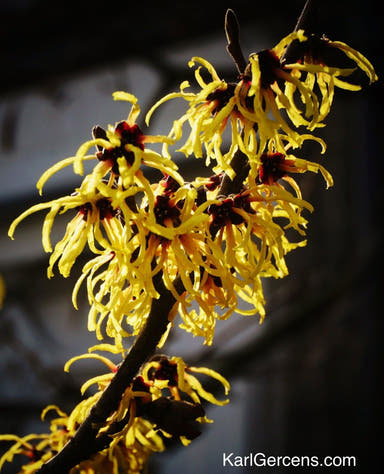 - Hamamelis x intermedia 'Primavera' Golden Witch Hazel - Mr Maple │ Buy Japanese Maple Trees